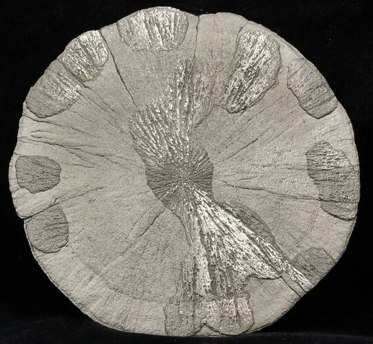 Large Pyrite Sun - Illinois #31173